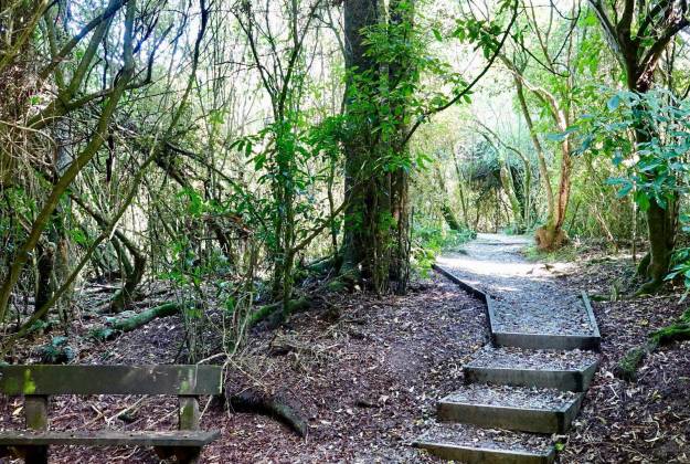 Native forest walks things to do in Geraldine