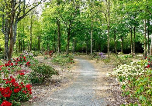 Geraldine Sculpture Trail rhododendron dell