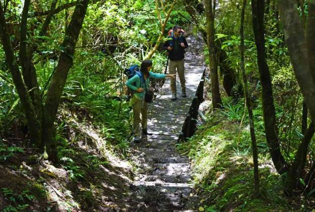 Orari Gorge scenic reserve walk